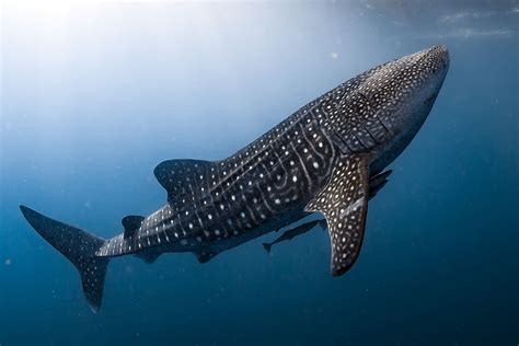 largest fish in the world.